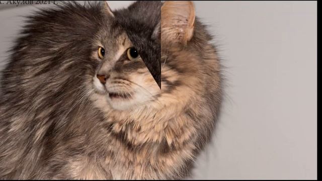 Приют "Кошкин дом" г Чернушка Пермский край. смотреть онлайн