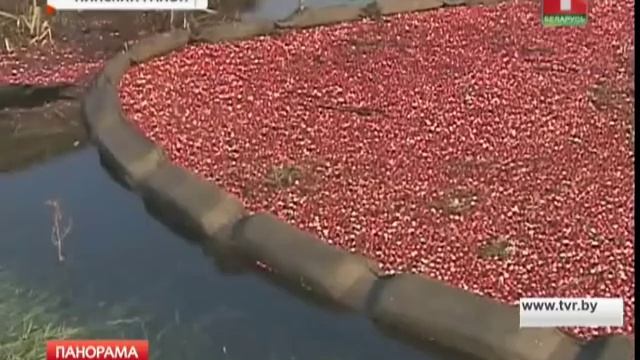В Беларуси октябрь - пик уборки клюквы смотреть онлайн