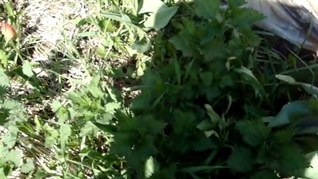 Тюльпаны цветут в саду. смотреть онлайн