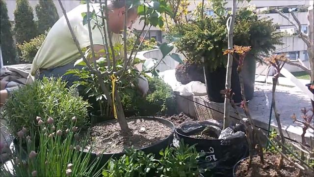 Озеленення тераси Дніпро, сад на терасі смотреть онлайн