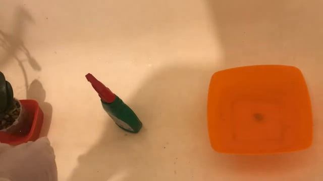 Первая обработка орхидей фитовермом от клещей. смотреть онлайн