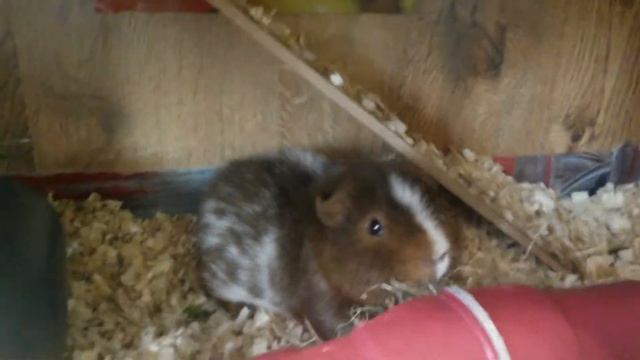 Все грызуны, в одном видео!!! смотреть онлайн