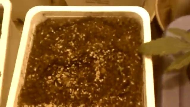EZ Grow Day 2 смотреть онлайн