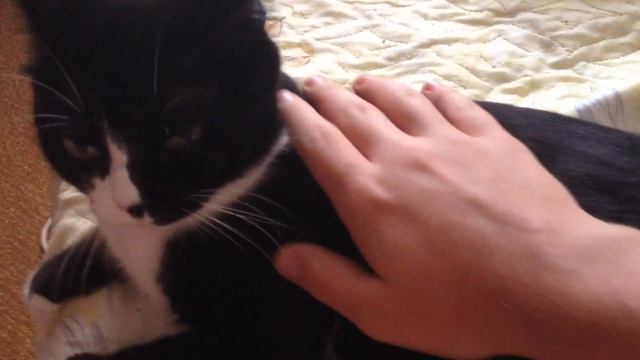 Глажу, но я не утюг смотреть онлайн