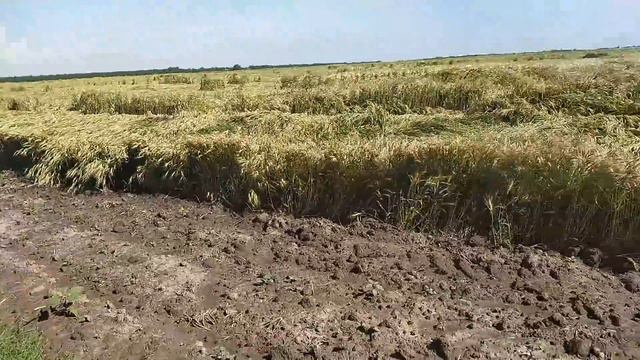Дощі вже за....и, як не горить то зібрати не дасть смотреть онлайн