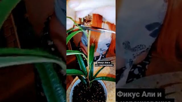 Фикус Али и его черенкование смотреть онлайн