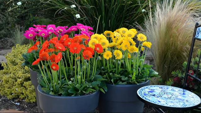 Roberta's 2-Piece Sweeter than Sweet Hardy Gerber Daisies on QVC смотреть онлайн