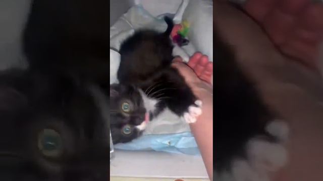 Малыш пока живет в переноске и хочет домой смотреть онлайн