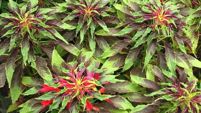 Amaranthus Tricolor смотреть онлайн