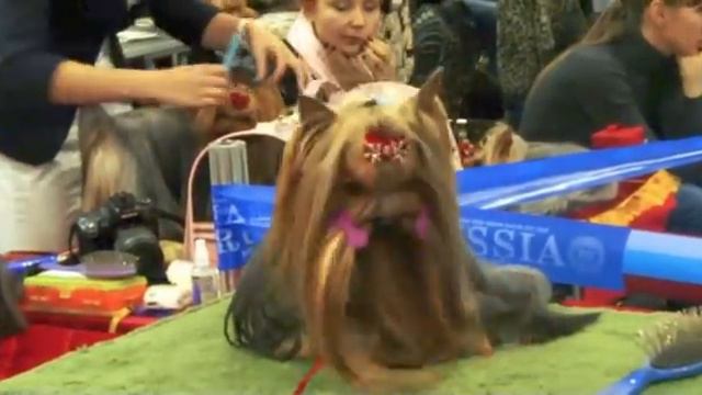 Люди и их собаки смотреть онлайн