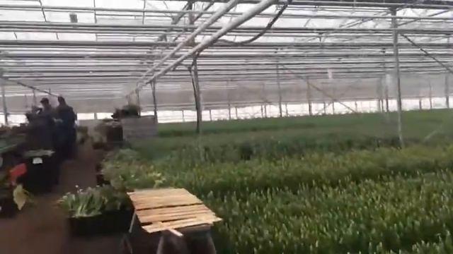 ТЮЛЬПАНЫ 2021 В В Д.АЛФЁРОВО,ЧЕХОВСКОГО Р-НА смотреть онлайн