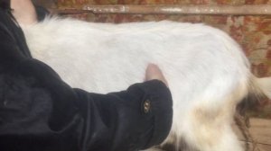 Что делать если коза нечего не ест и вздулся живот.