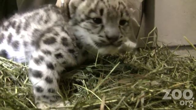 Cute Baby Snow Leopards at Woodland Park Zoo смотреть онлайн
