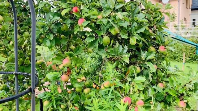 В гостях у немецкой коллеги ?/ Немецкий участок цветов??/ Подарили ГДР-швейную машинку ??? смотреть онлайн