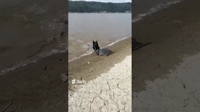 Восточно-европейская овчарка Вольф (Бриз)! Первый раз видит реку! Супер собака! смотреть онлайн