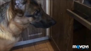 Как приготовить лакомство для дрессировки