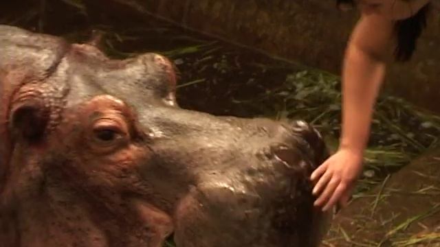 Zoo Leto 2 Бегемот смотреть онлайн