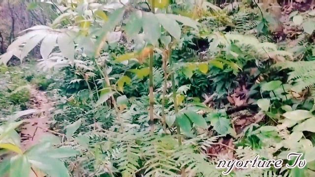 FINDING Wild Plants in the Mountain | Rare Plants / Nyorture Tv смотреть онлайн