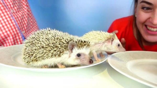 Обычная Еда против Мармелада Челлендж! Мама ПЛАЧЕТ! Real Food vs Gummy Food - Candy Challenge