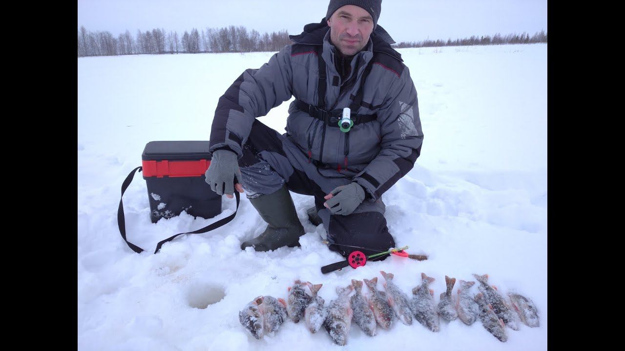 пробурил 30 метров льда,чтобы найти этих окуней.самая трудовая рыбалка в этом сезоне. смотреть онлайн