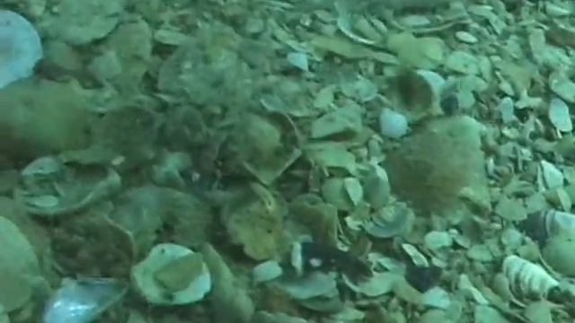 © Фауна Черного моря. Рак крот (Upogebia Pusilla) - 02 // Fauna Of The Black Sea