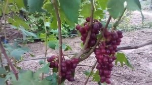виноград  Блек балади  (((Япония.   оч.ранний )))