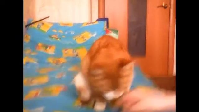 Кормлю кошку таблетками тремя смотреть онлайн