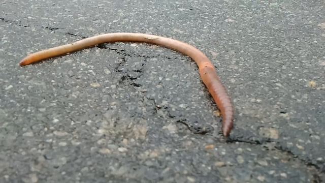 Червяк смотреть онлайн