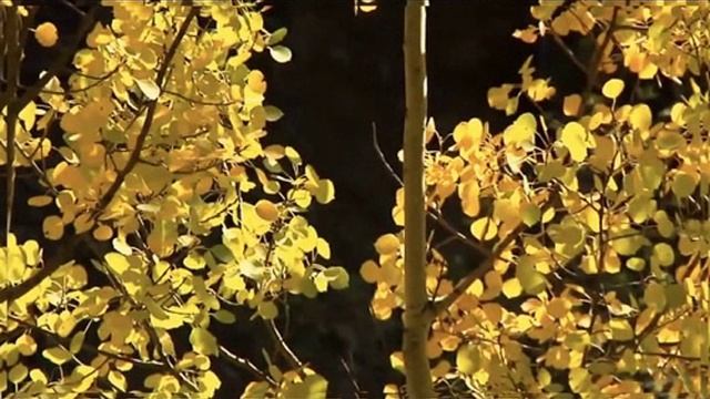 ноктюрн... Стихи Ершова Марина, муз. и исп. #СамуилФрумович смотреть онлайн