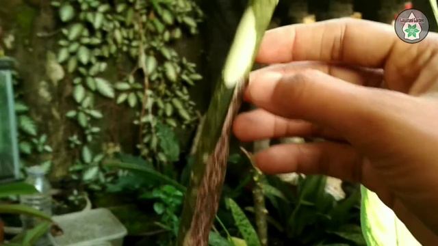 Amorphophallus Growing - Amorphophallus decus-silvae ? смотреть онлайн