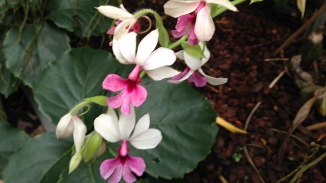 Падуя за один день. Часть 2. Ботанический сад | Padua in one day. Part 2. Botanical Garden смотреть онлайн