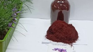 технология выращивания шафрана от А до Я