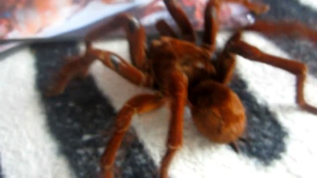 Theraphosa blondi (Goliath) – a walk around the room смотреть онлайн