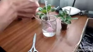 Капиллярный полив фиалок - переводим деток