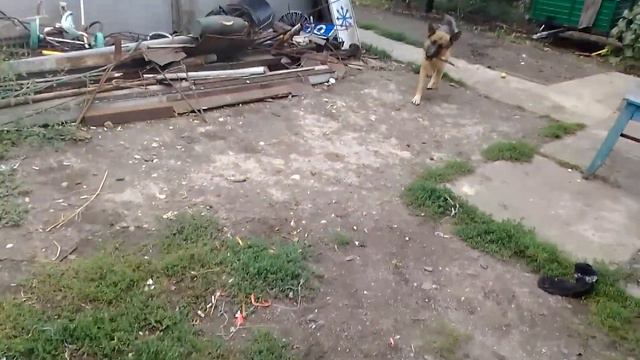 Немецкая овчарка /щенок 7месяцев смотреть онлайн