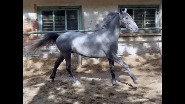 лошади породы орловский рысак смотреть онлайн