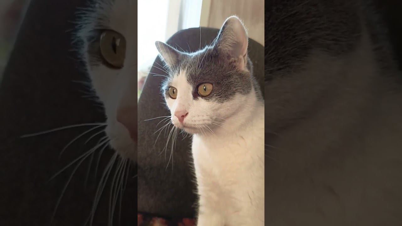 Дачный криминал.#мурзик #cat #кот #котик #лайк #юмор #питомец #котики #прикол #дача #смех # смотреть онлайн