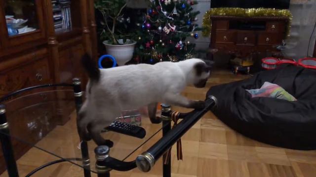Уникальный котёнок Меконгского бобтейла смотреть онлайн