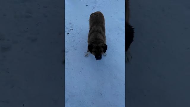 Московская Сторожевая овчарка смотреть онлайн