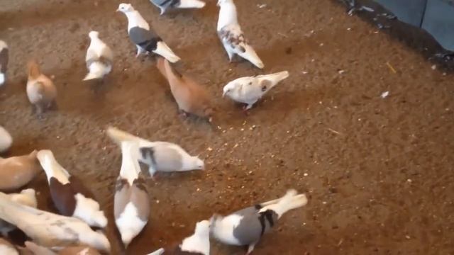 Армянские бойные голуби Артура. Часть 4 смотреть онлайн