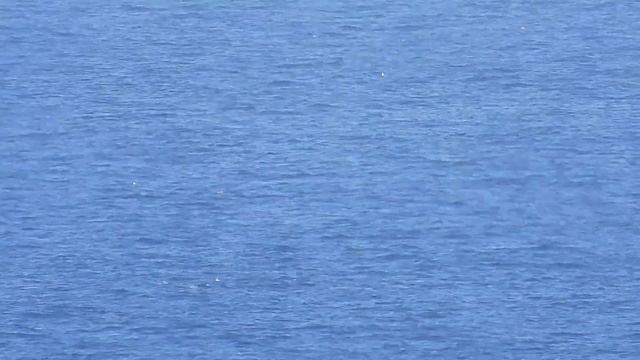 Delfínes pescando. Punta Ballota смотреть онлайн