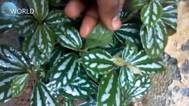 Pilea cadierei /Aluminium plant смотреть онлайн