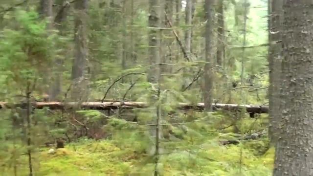 ПЕРВЫЙ СБОР ЧЕРНИКИ. ИСПЫТЫВАЕМ новые КОМБАЙНЫ для СБОРА ЯГОД. #24 смотреть онлайн