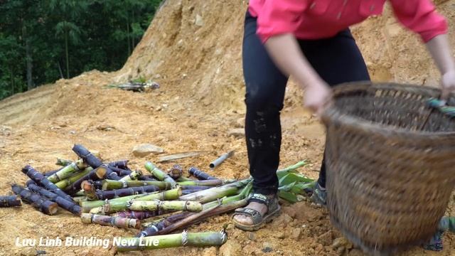 Harvest Garden Water Spinach To Bring To The Market Sell, Grow Sugarcane & Cook On The Farm