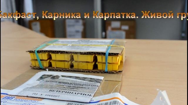 Живые пчелы в почтовой посылке | Почта России доставила живых пчёл из Майкопа в Челябинск смотреть онлайн