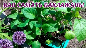 Посадка баклажанов в открытый грунт. Как сажать баклажаны?
