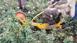 Копаем розы  лебёдкой!