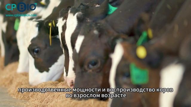 Эффективные пути стимулирования роста жвачных животных#animals #animalhealth смотреть онлайн