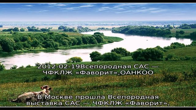 Предыдушие пометы ньюфаундлендов питомника смотреть онлайн