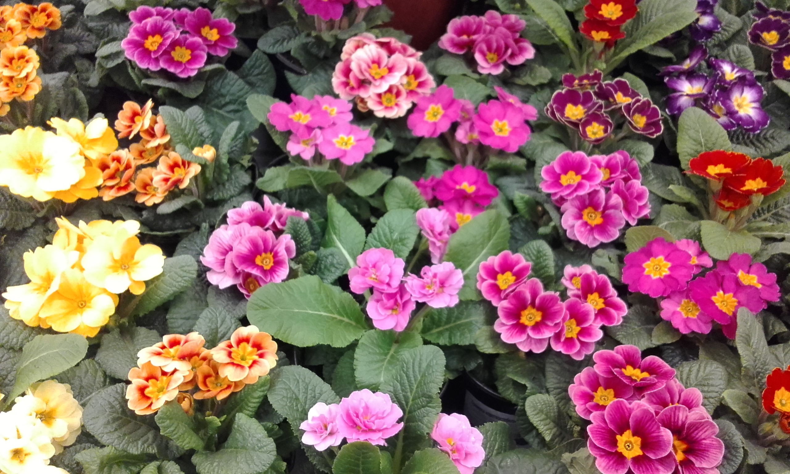 КРАСИВЫЕ ЦВЕТЫ К 8 МАРТА ИЗ МАГАЗИНА ЛЕРУА МЕРЛЕН! смотреть онлайн